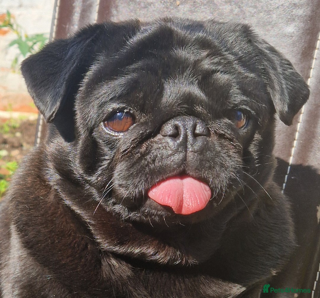 Pug dogs for stud: Kc registered tiny black pug for stud - Image 3