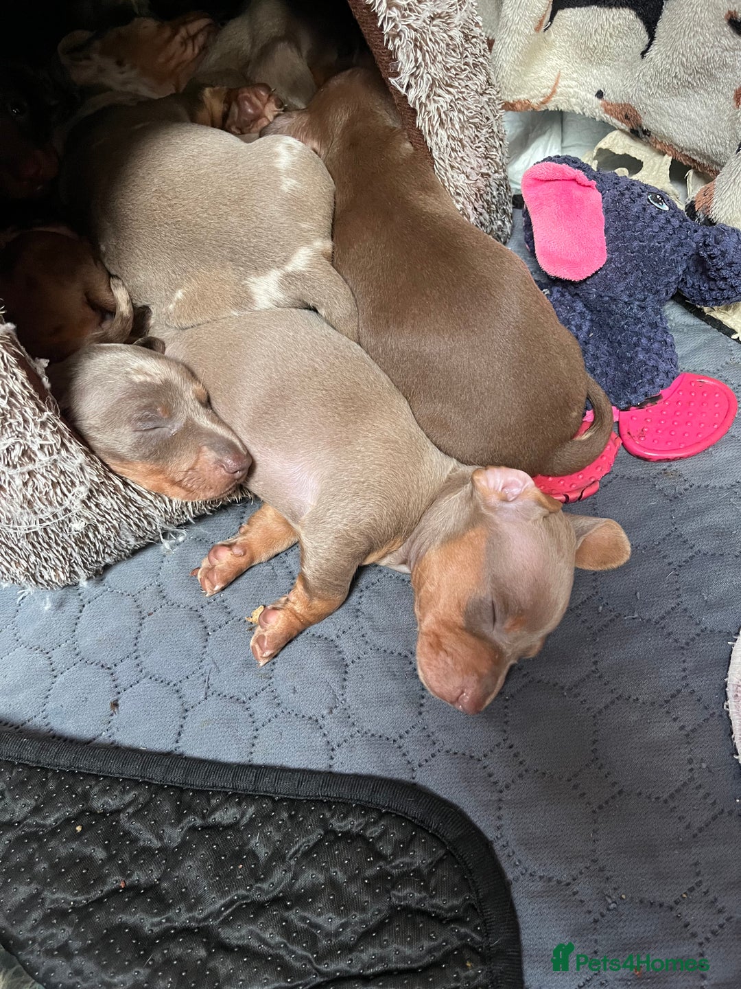 Miniature Dachshund dogs for sale: RARE KC 2 Isabella+tan boys, 1 chocolate and tan  - Advert 15