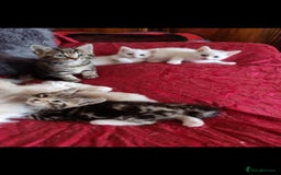 Mixed Breed cats for sale: kittens - Image 1