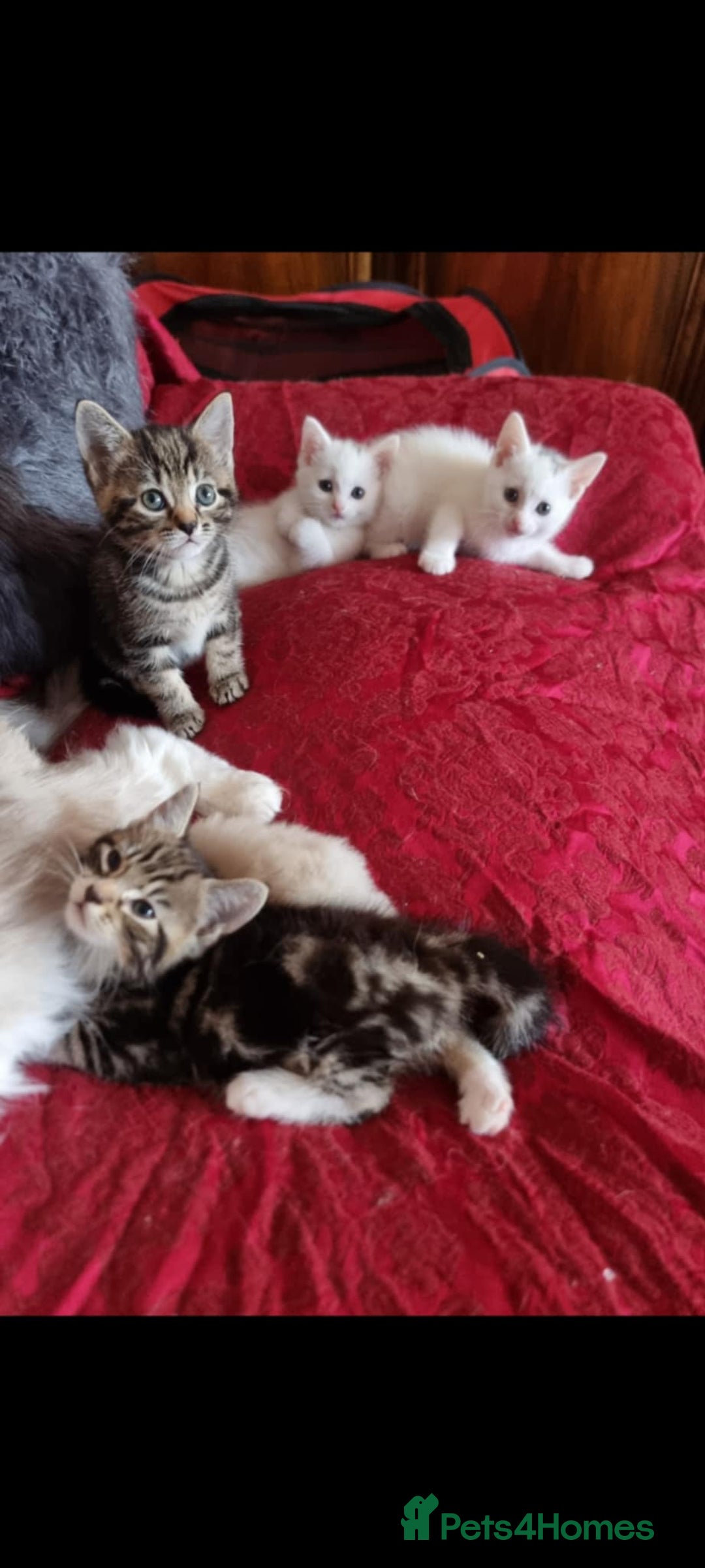 Mixed Breed cats for sale: kittens - Image 1