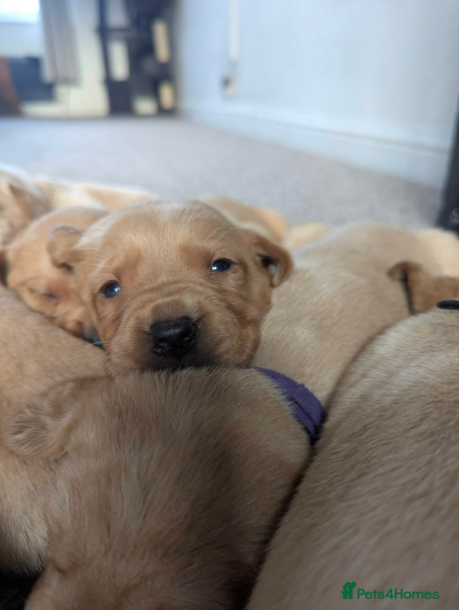 Labrador Retriever dogs Beautiful labrador puppies  - Advert 1