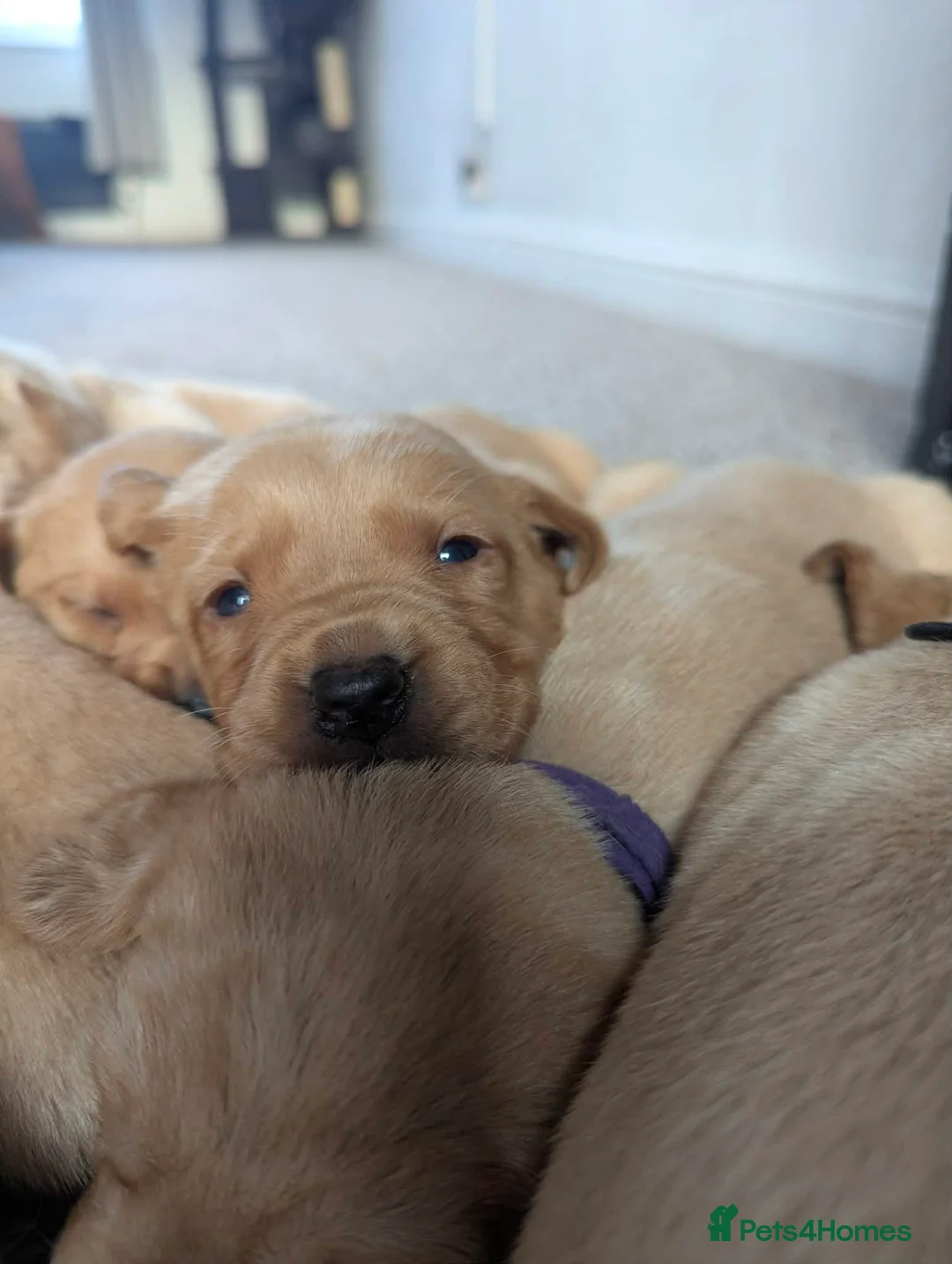 Labrador Retriever dogs for sale: Beautiful labrador puppies  - Advert 1