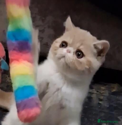 Exotic cats Stunning exotic/persian kittens - Advert 3
