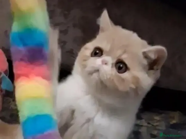 Exotic cats Stunning exotic/persian kittens - Advert 5