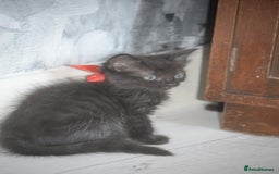 Mixed Breed cats for sale: Ragdoll x kittens for sale - Image 9