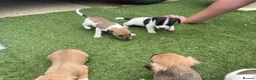 Jack Russell dogs for sale: Jack russle puppies  in Bedford - Advert 6