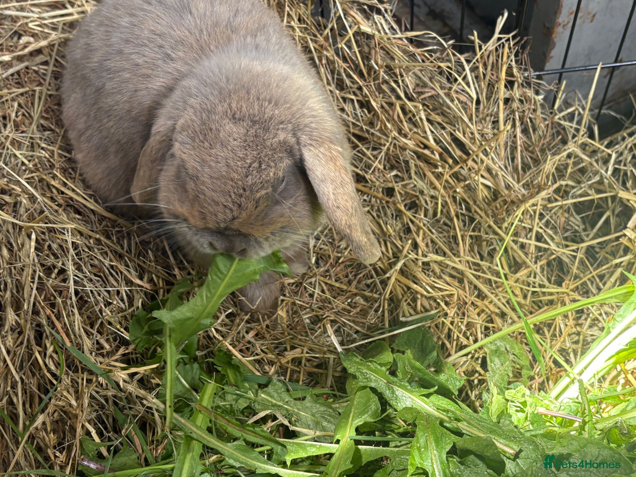 Mixed Breed rabbits Gorgeous grey bunnies  - Advert 1
