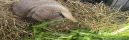 Mixed Breed rabbits for sale: Gorgeous grey bunnies  - Advert 1