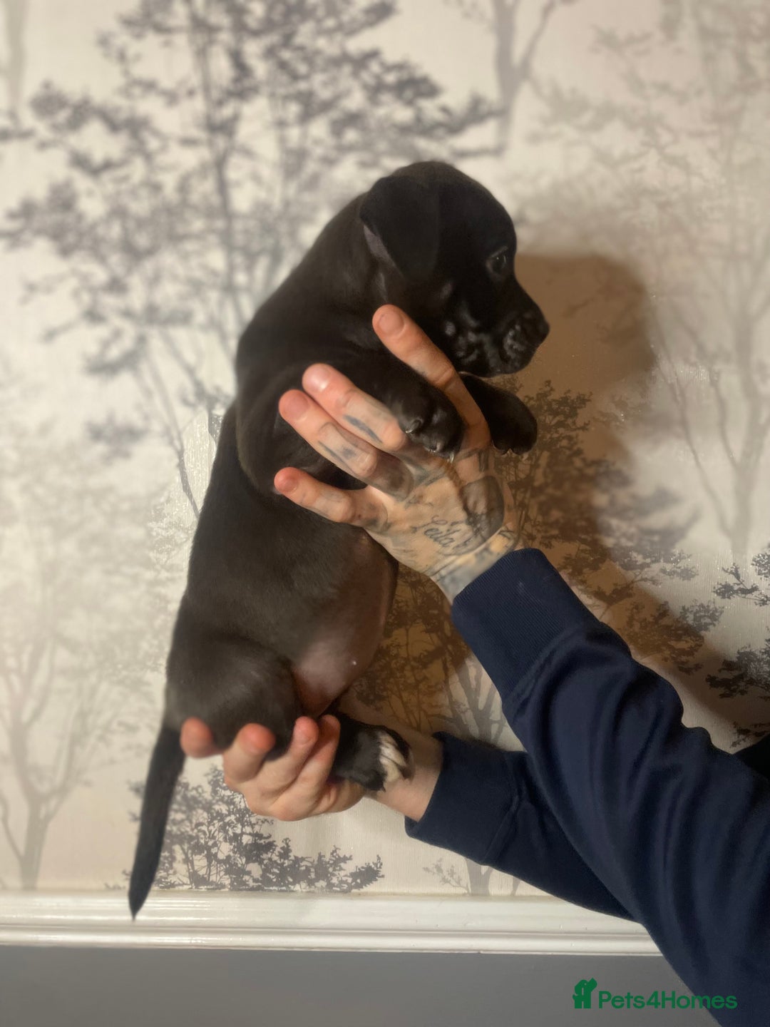 Shorty Bull dogs for sale: Proper pocket bully’s - Advert 2