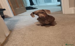 Miniature Dachshund dogs for sale: DWKC-REGISTERED- Miniature Dachshund Puppies  - Image 10