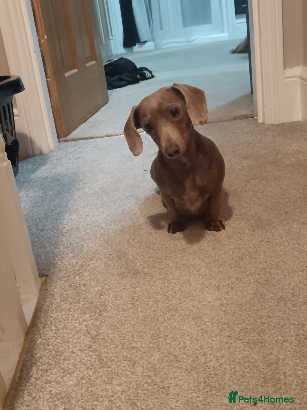 Miniature Dachshund dogs for sale: DWKC-REGISTERED- Miniature Dachshund Puppies  - Image 10