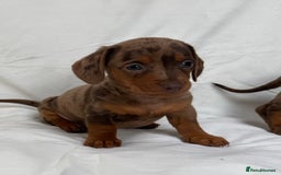 Miniature Dachshund dogs for sale: Dachshund puppy’s for sale - Image 18