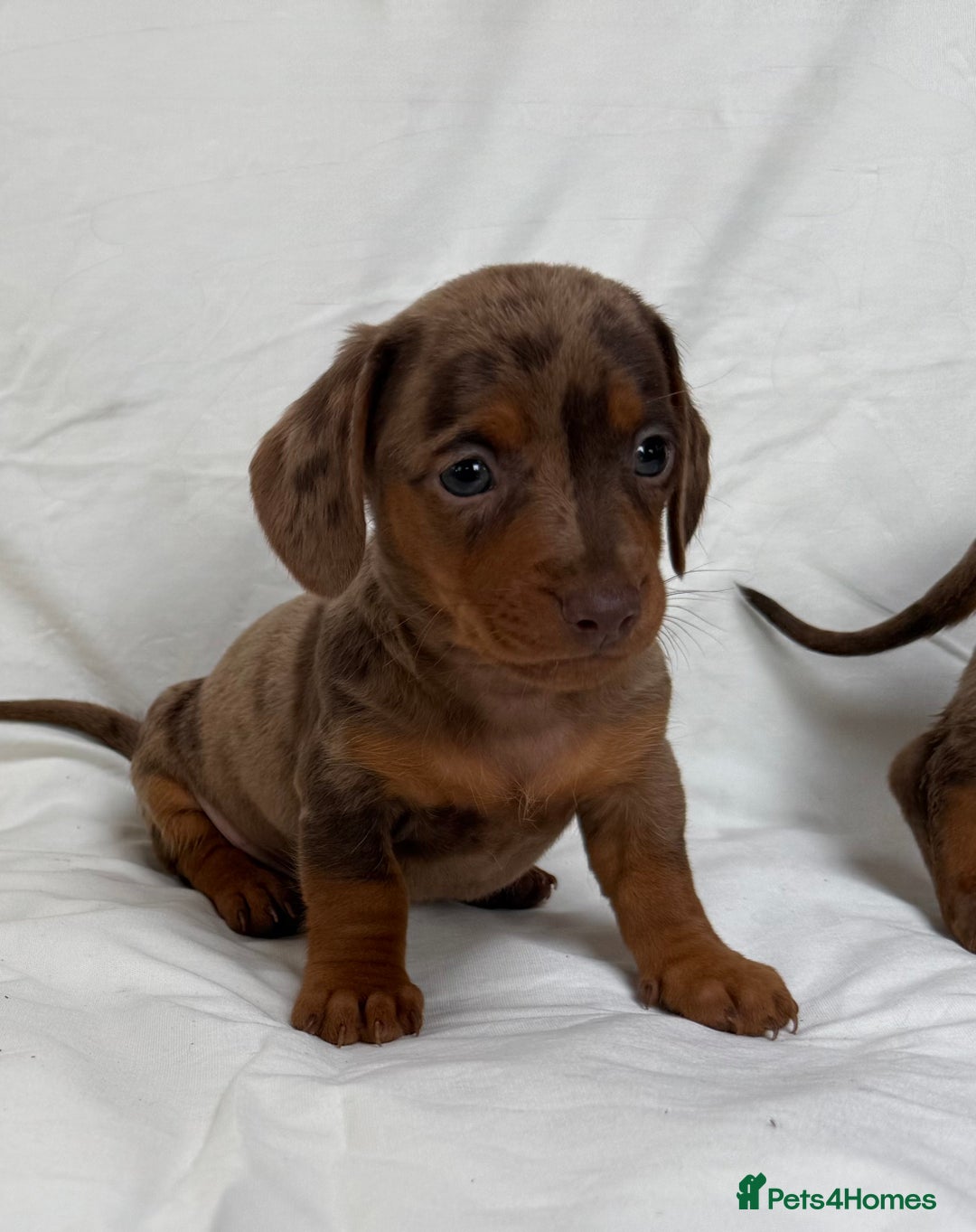 Miniature Dachshund dogs for sale: Dachshund puppy’s for sale - Image 18