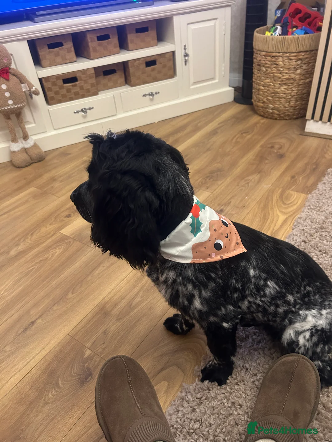 Cocker Spaniel dogs for stud: STUD BLUE ROAN SHOW TYPE COCKER SPANIEL - Advert 3