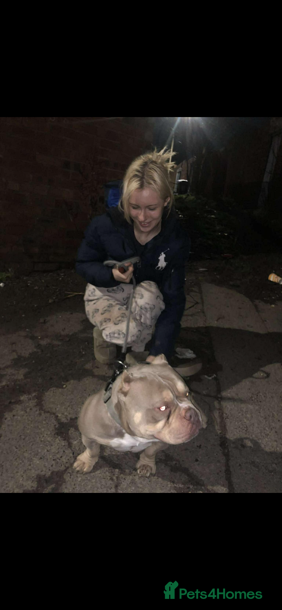 Mixed Breed dogs Shar pei x pocket bully - Advert 14