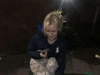 Mixed Breed dogs Shar pei x pocket bully - Advert 1