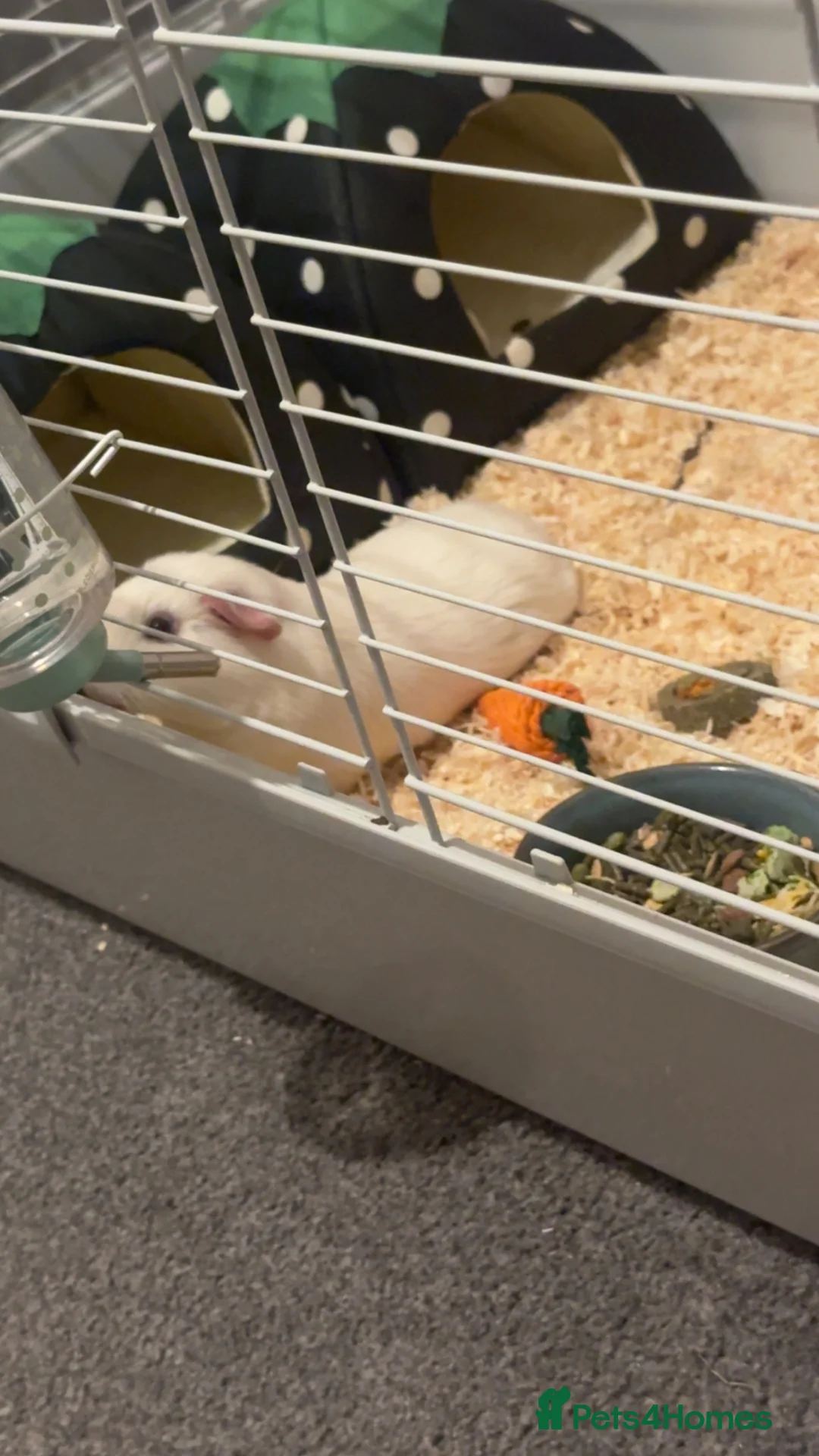 Guinea Pig rodents for sale: 2 male guinea pigs  - Advert 3