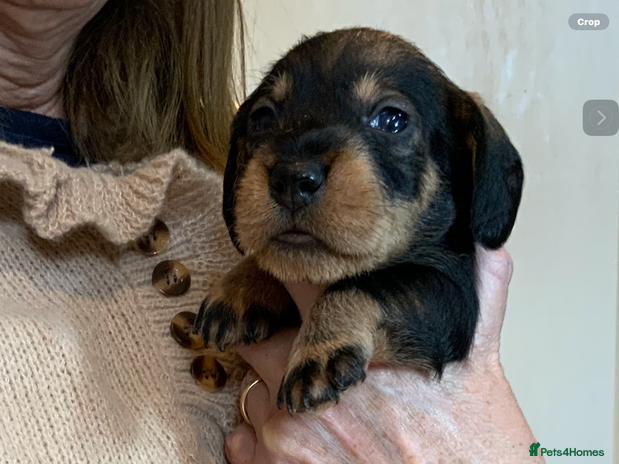 Dachshund dogs - Advert 1