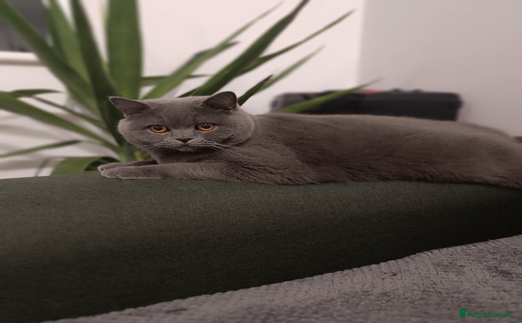 British Shorthair cats - Advert 2