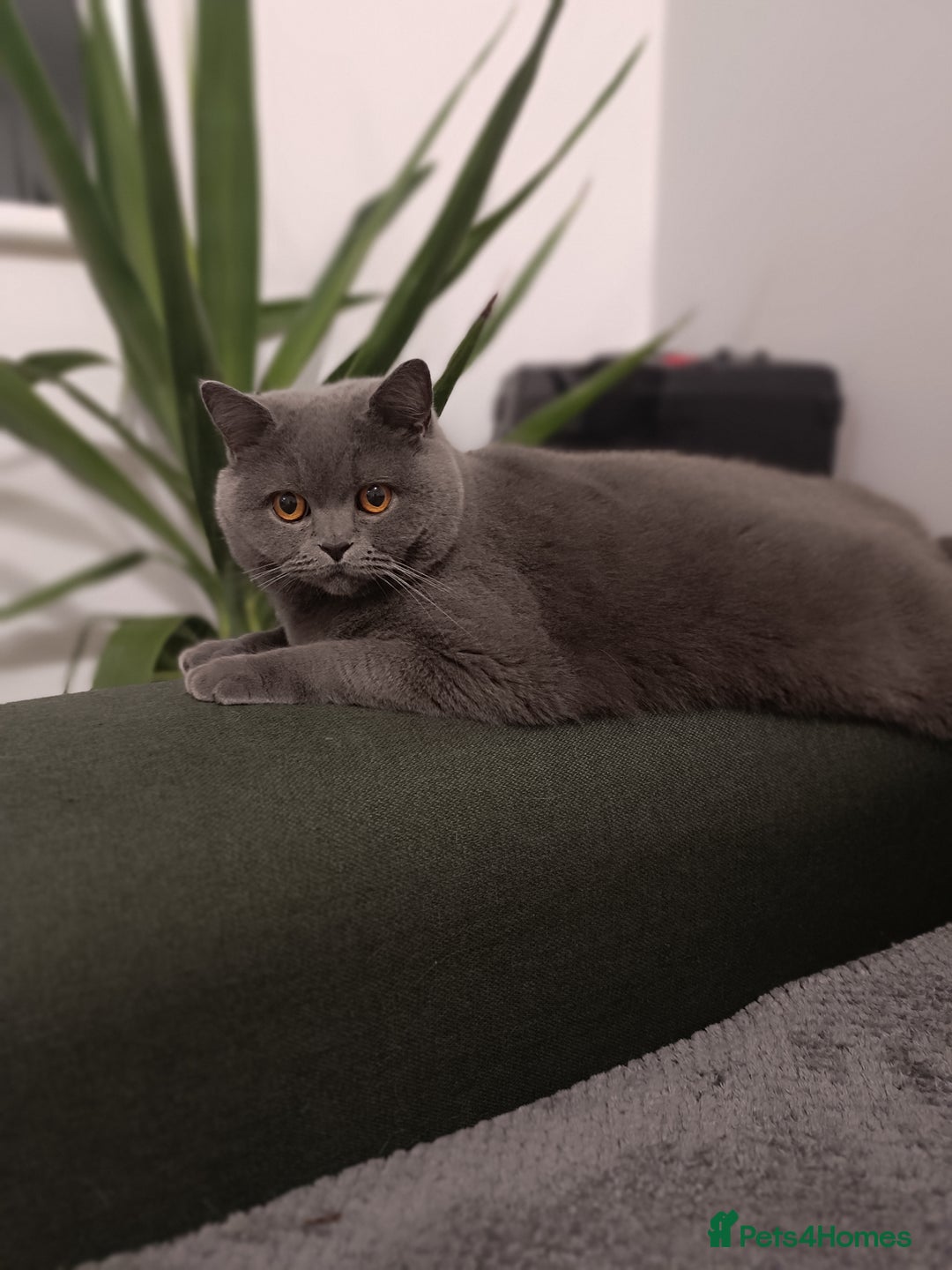 British Shorthair cats for sale: Looking rehomed my princess...  - Advert 1