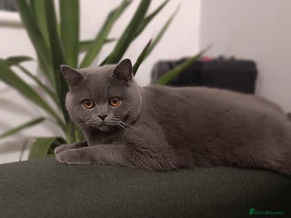 British Shorthair cats Looking rehomed my princess... - Advert 5