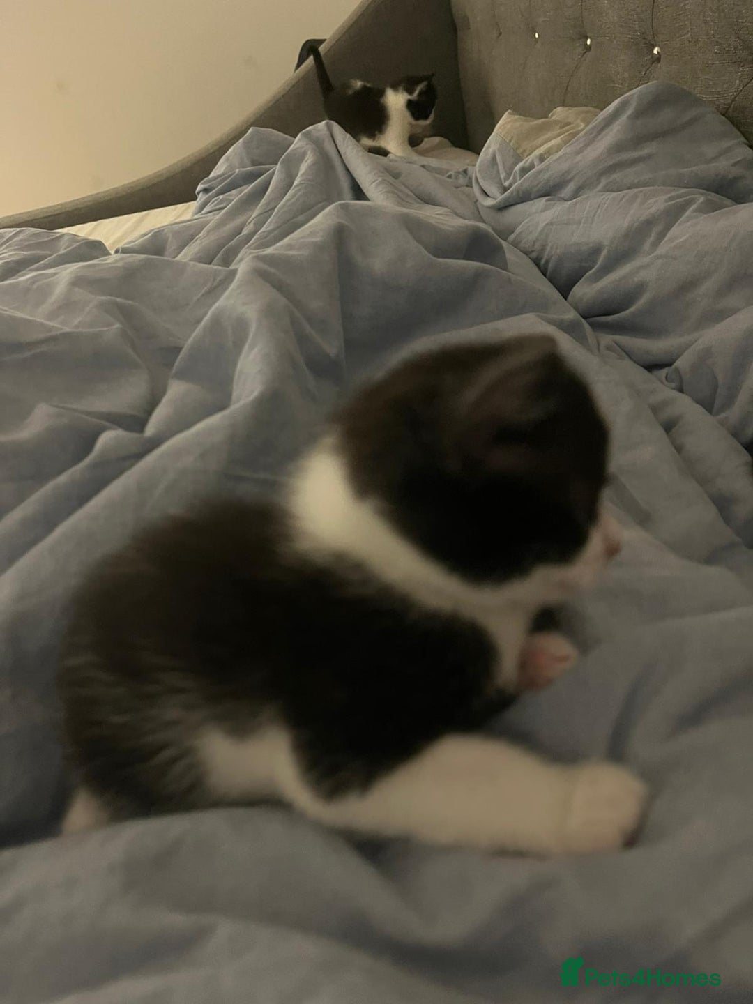 Mixed Breed cats for sale: Two charming female kittens - Image 4