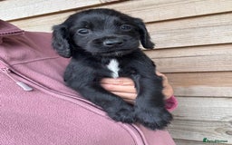 Sprocker dogs for sale: Sprocker spaniel puppy’s for sale  - Image 21