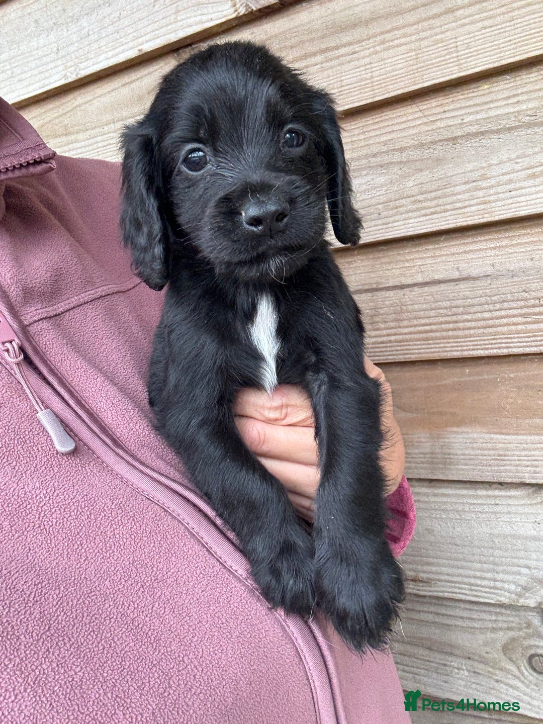 Sprocker dogs for sale: Sprocker spaniel puppy’s for sale  - Image 21