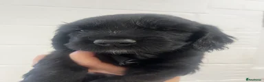 Sprocker 2