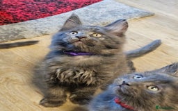 Maine Coon cats for sale: 🔥*Stunning Litter of 8💎Solid Blue Maine Coon*🔥  - Image 9