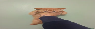 Ginger Boy