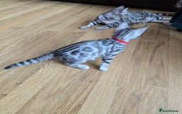 Bengal cats for sale: 3 exquisite Tica registered bengals *****READY NOW - Image 18