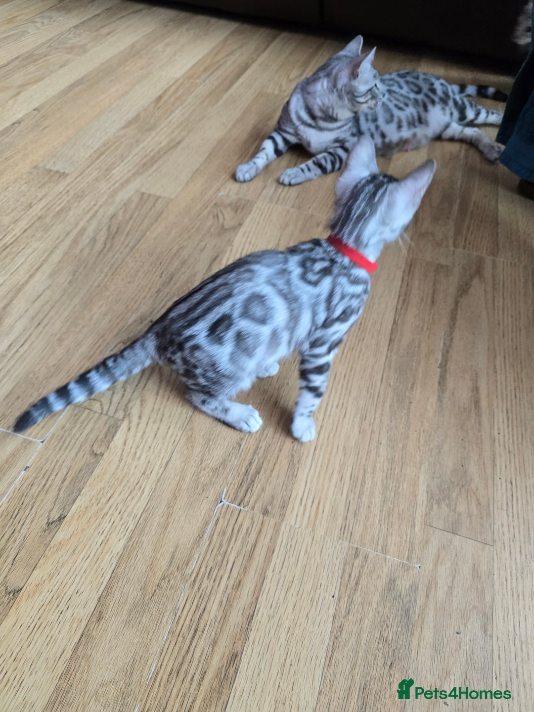 Bengal cats for sale: 3 exquisite Tica registered bengals *****READY NOW - Image 18