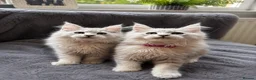 Maine Coon cats for sale: Beautiful Pedigree Kittens looking for Loving Home - Advert 9
