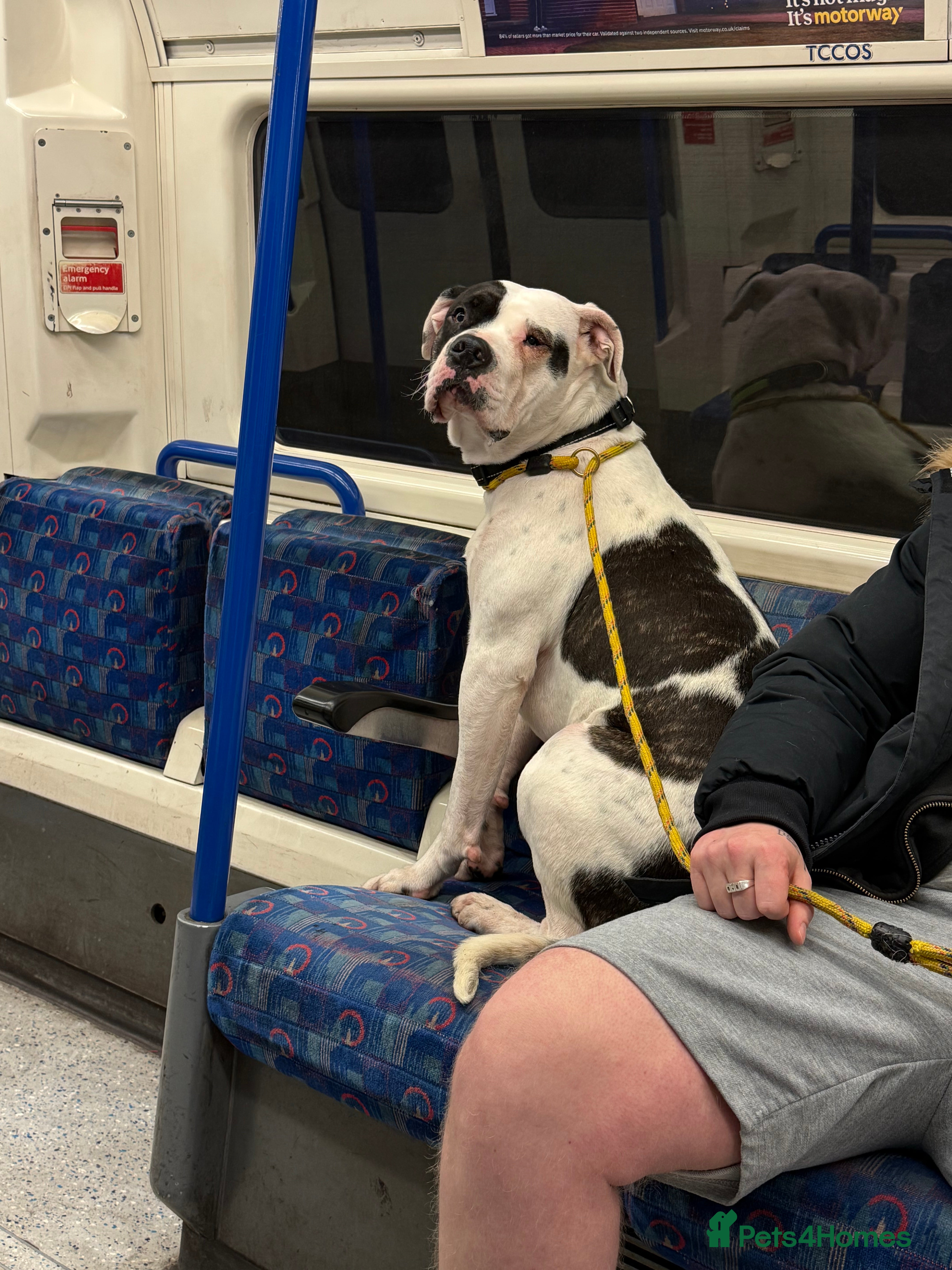 Mixed Breed dogs Female for rehome  - Advert 2