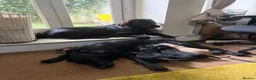 Flat coated Retriever dogs for sale: 4 flat coated retriever’s puppies  - Advert 9