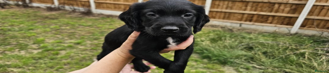 Mixed Breed Puppy 4