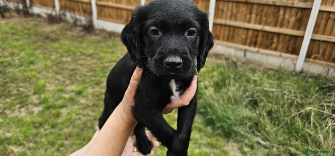 Mixed Breed dogs for sale: ** Spangold Retrievers ** - Image 20