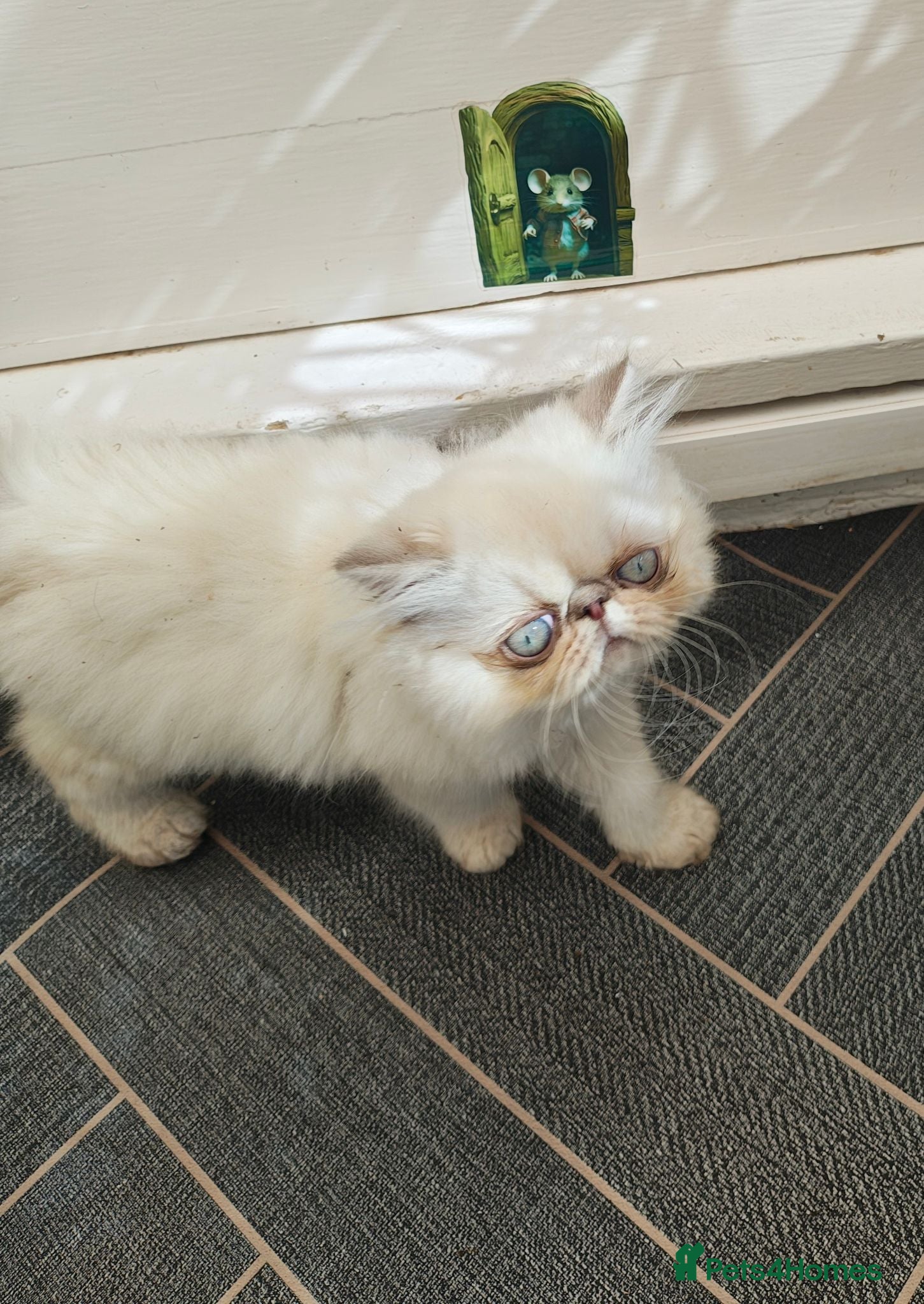 Persian cats Pure Persian long hair kitten  - Advert 1