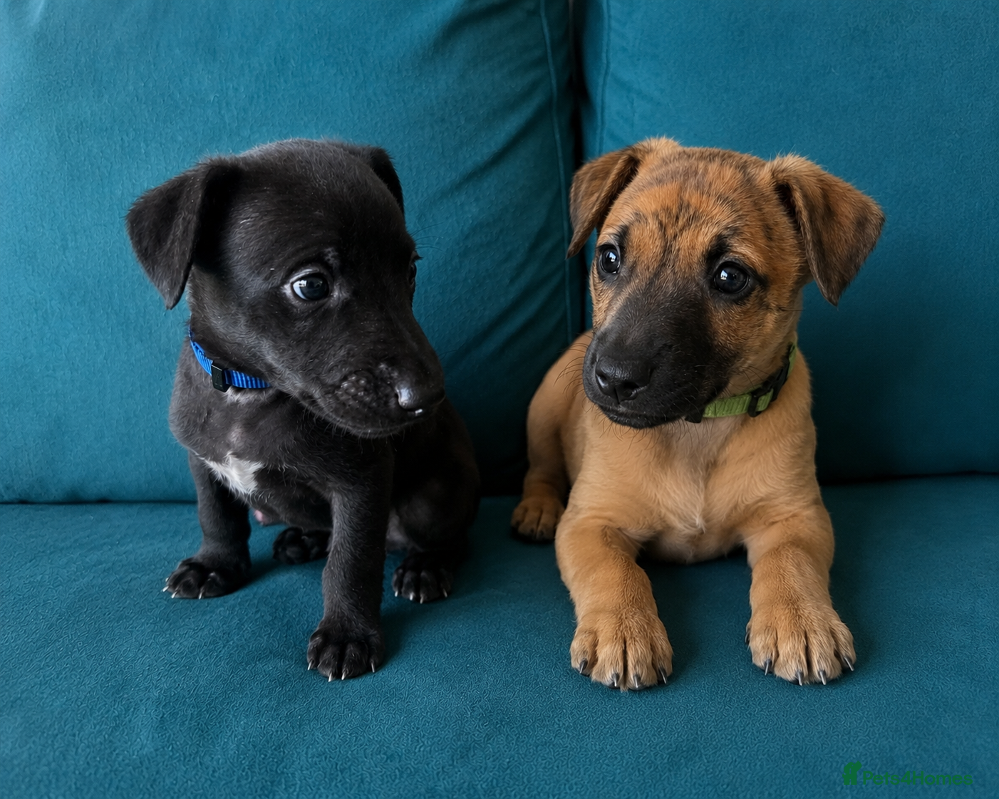 Whippet dogs for sale: Exceptionally bred KC whippets, only two left.  - Advert 1