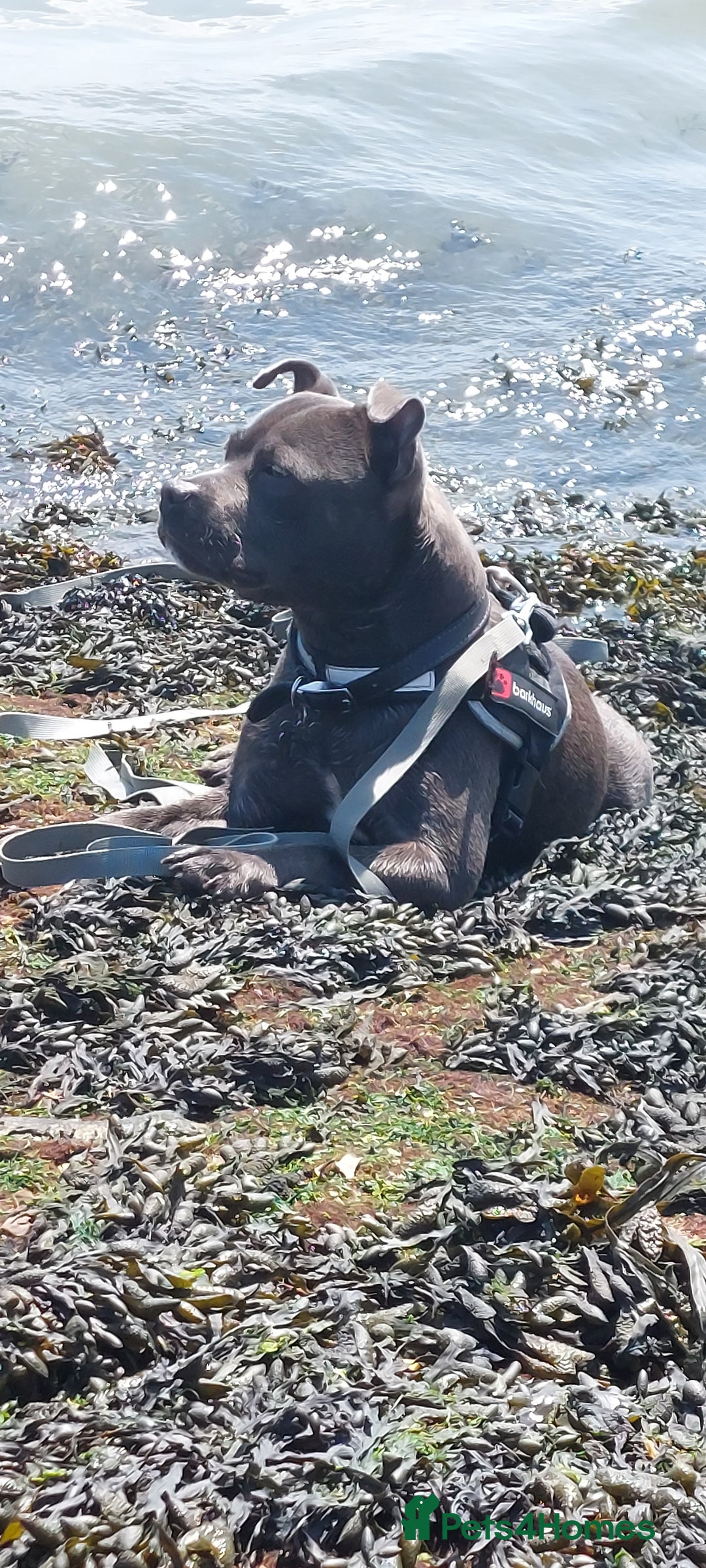 Staffordshire Bull Terrier dogs for stud: Blue short leg staffy for stud - Image 6