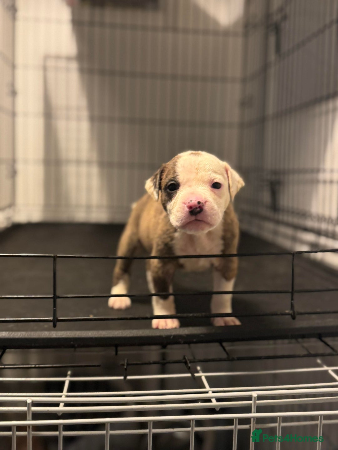 American Bull Staffy dogs for sale: American bulldog X staffy pups  - Advert 4