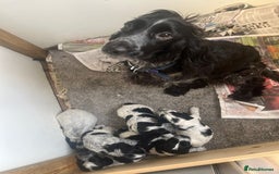 Cocker Spaniel dogs for sale: Beautiful cocker spaniel puppies  - Image 11