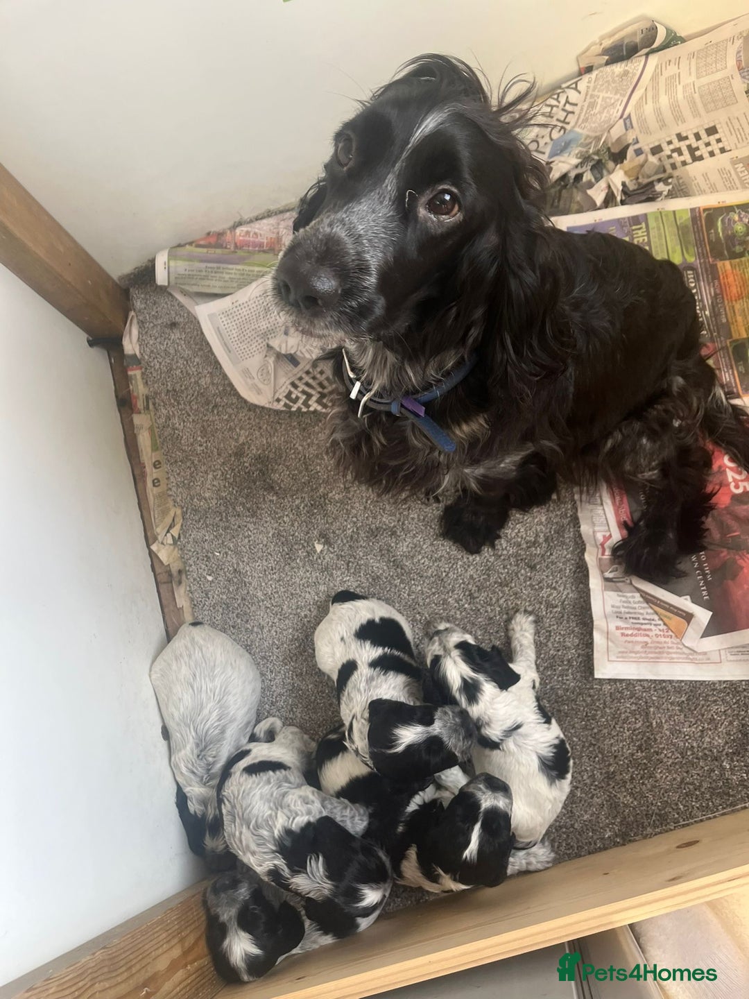 Cocker Spaniel dogs for sale: Beautiful cocker spaniel puppies  - Image 11