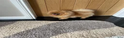 Pomeranian dogs for sale: Orange male Pomeranian  - Advert 2