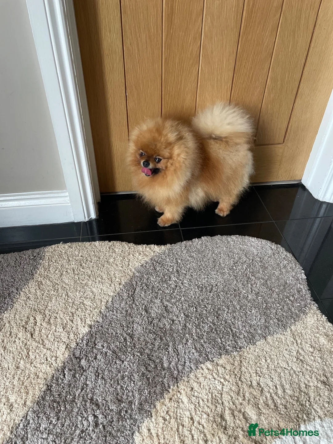 Pomeranian dogs for sale: Orange male Pomeranian  - Advert 2