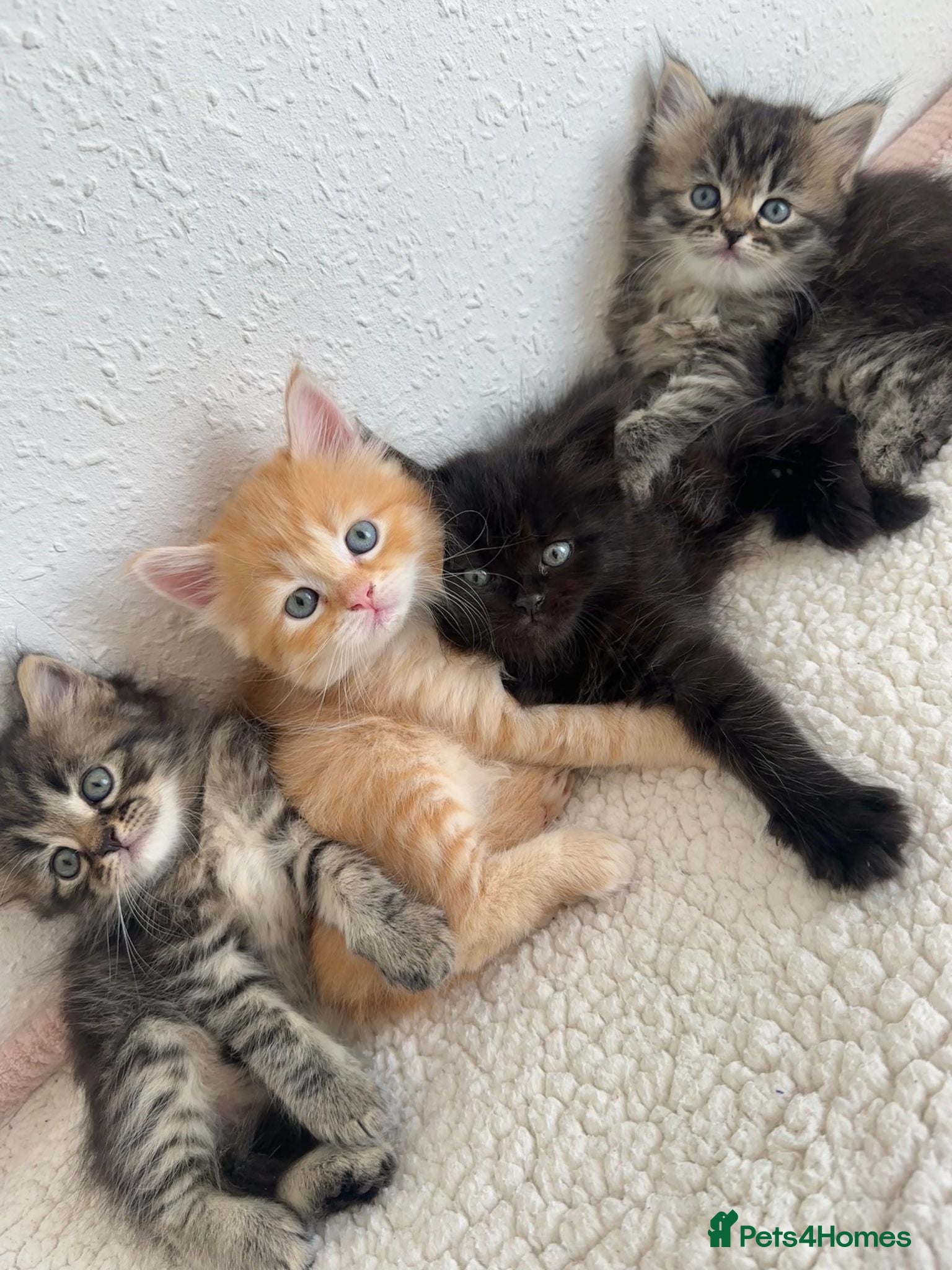 Siberian cats Beautiful Siberian Kittens - Advert 1