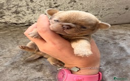 Chihuahua dogs for sale: 💖 Esquire litter of chihuahua puppies 💖 - Advert 27