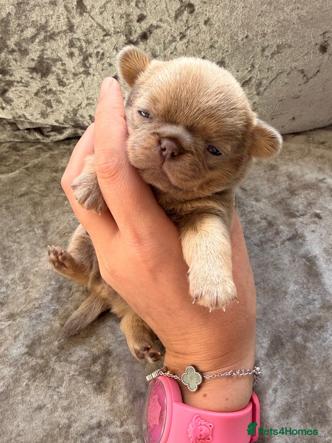 Chihuahua dogs for sale: 💖 Esquire litter of chihuahua puppies 💖 - Advert 27