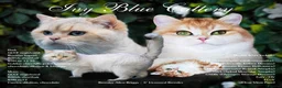 British Shorthair cats for sale: Active queens to pet hobby breeder ONLY  - Advert 7
